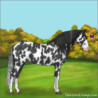 Horse Color:Blue Roan Splash Near Leopard 