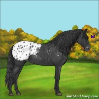 Horse Color:Blue Roan Appaloosa 