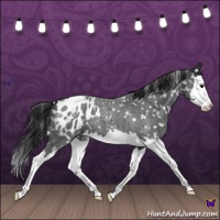 Horse Color:Blue Roan Splash Appaloosa