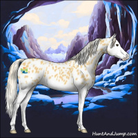 Horse Color:Palomino Splash Appaloosa 