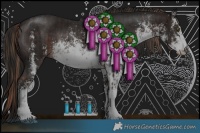 Horse Color:White Spotted Liver Chestnut  and White Spotted Brown Sabino 