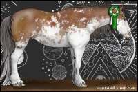 Horse Color:Bay Sabino 