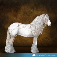 Horse Color:Gray White Spotted Palomino Appaloosa Rabicano 