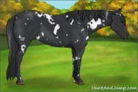 Horse Color:White Spotted Black 