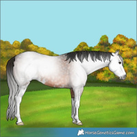 Horse Color:Gray Bay Roan Sabino