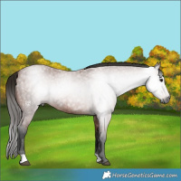Horse Color:Gray Bay Roan