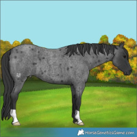 Horse Color:Blue Roan 
