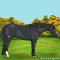 Horse Color:Black 