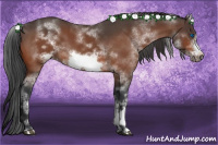 Horse Color:White Spotted Bay Roan Frame 