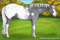 Horse Color:Silver Black Chinchilla Splash Appaloosa 