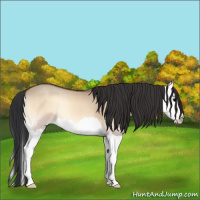 Horse Color:Bay Onyx Splash