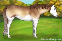 Horse Color:Red Onyx Splash 