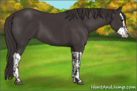 Horse Color:Smoky Black  and Smoky Black Splash 
