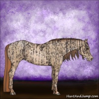 Horse Color:Smoky Black  and Smoky Black Pearl 