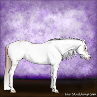 Horse Color:Bay Sabino Rabicano  and Chestnut Sabino Rabicano 