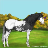 Horse Color:Blue Roan Splash Snowcap 