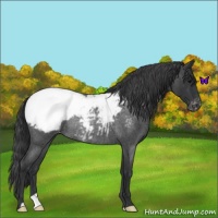 Horse Color:Blue Roan Appaloosa Rabicano 