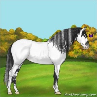 Horse Color:White Spotted Blue Roan Near Fewspot 
