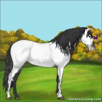 Horse Color:Blue Roan Near Fewspot 
