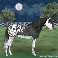 Horse Color:Blue Roan Splash Appaloosa 