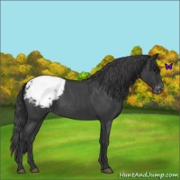 Horse Color:Blue Roan Appaloosa 