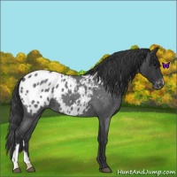 Horse Color:Blue Roan Appaloosa 