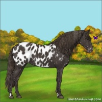 Horse Color:Smoky Black Appaloosa 