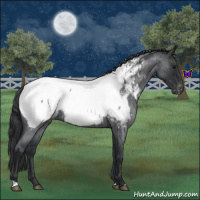 Horse Color:Blue Roan Appaloosa 