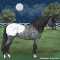 Horse Color:Blue Roan Snowcap 