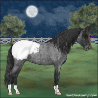Horse Color:Blue Roan Appaloosa