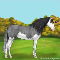 Horse Color:Blue Roan Splash Varnish 