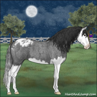 Horse Color:Blue Roan Splash Appaloosa 