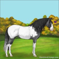 Horse Color:Blue Roan Splash Near Fewspot 