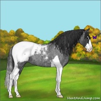 Horse Color:Blue Roan Splash Tobiano Snowcap 