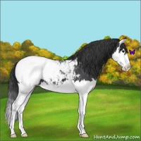 Horse Color:Blue Roan Splash Snowcap 