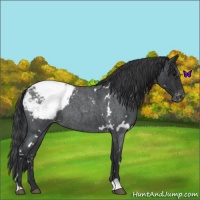 Horse Color:White Spotted Blue Roan Varnish 