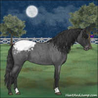 Horse Color:Blue Roan Appaloosa 