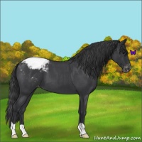 Horse Color:Blue Roan Varnish 