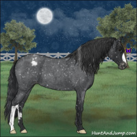 Horse Color:Blue Roan Snowflake Varnish 