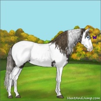 Horse Color:White Spotted Smoky Black Splash Near Fewspot 