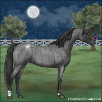 Horse Color:Blue Roan Appaloosa