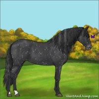 Horse Color:Blue Roan Snowflake Varnish 