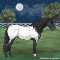 Horse Color:Blue Roan Snowcap