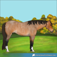 Horse Color:Gray Buckskin Roan 