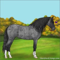 Horse Color:Blue Roan Varnish 