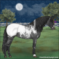 Horse Color:White Spotted Blue Roan Snowcap 
