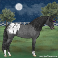 Horse Color:Blue Roan Appaloosa 