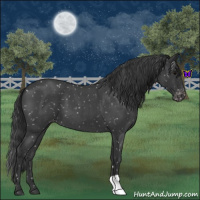 Horse Color:Blue Roan Appaloosa