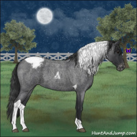 Horse Color:Blue Roan Tobiano Appaloosa 