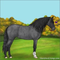 Horse Color:Blue Roan Varnish 
